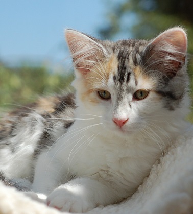 Daisy May as a kitten